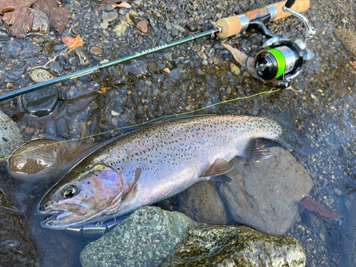 ニジマスの釣果