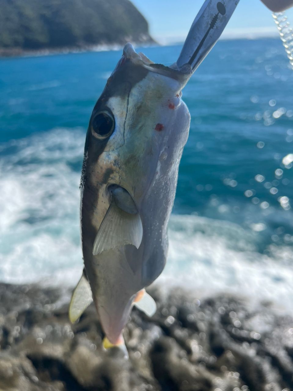 おさるまんさんの釣果 2枚目の画像