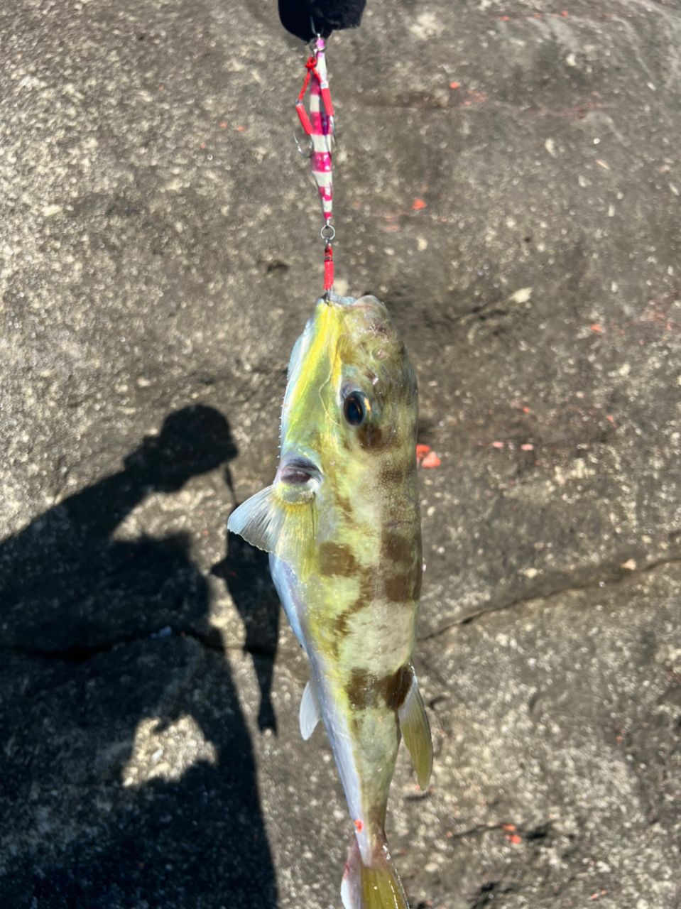 おさるまんさんの釣果 3枚目の画像