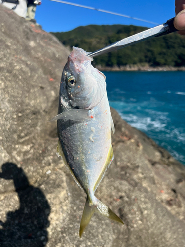 シマアジの釣果