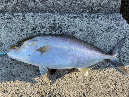 ネリゴの釣果