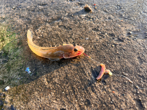 マハゼの釣果