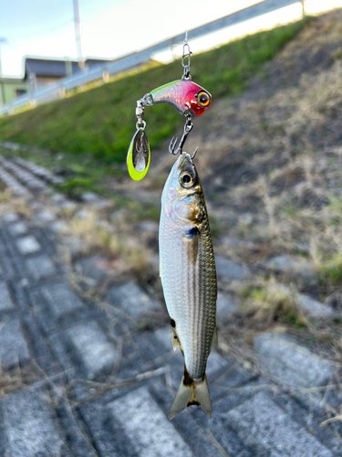 ボラの釣果