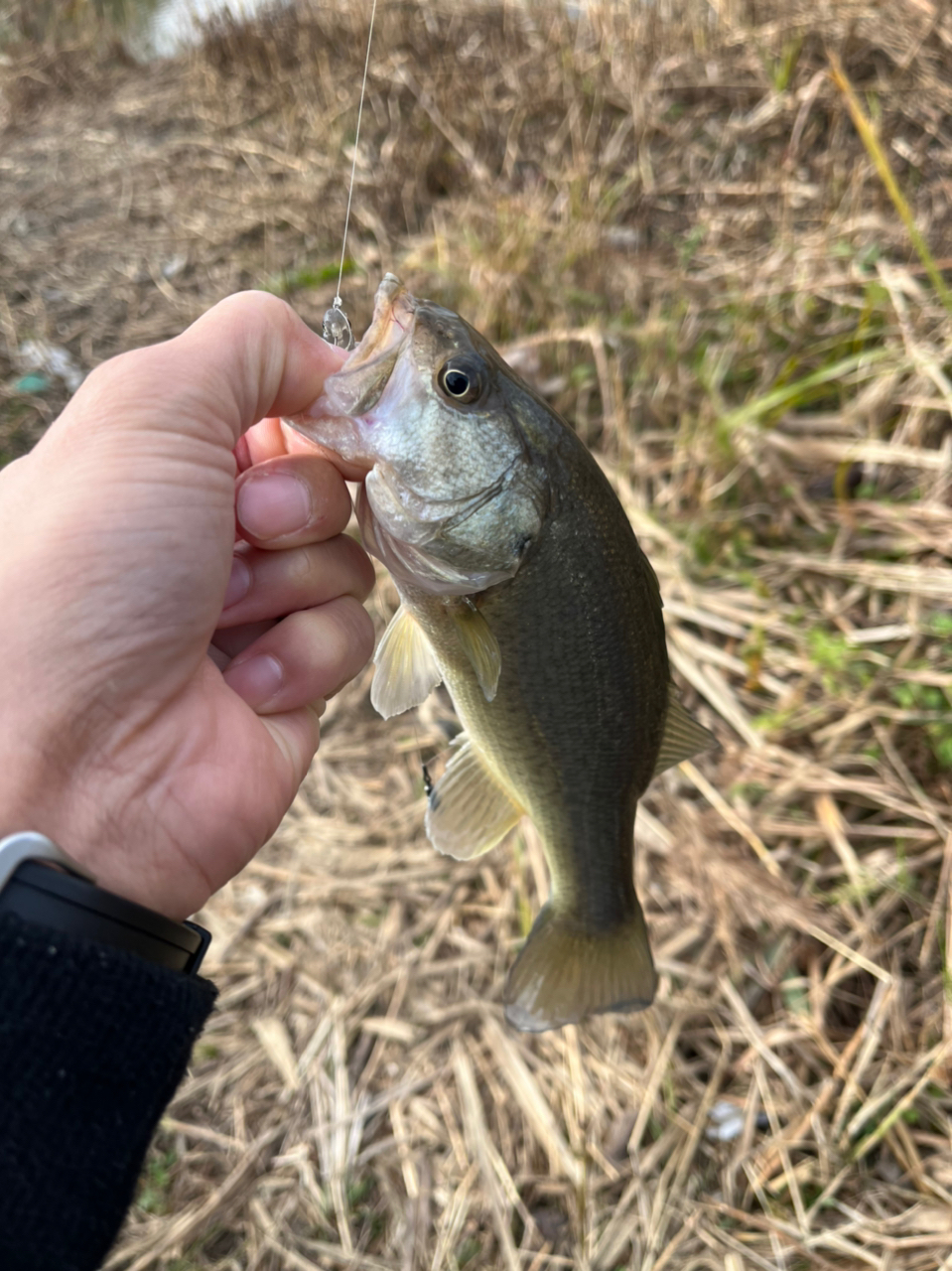 ブラックバス