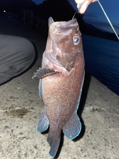 マゾイの釣果