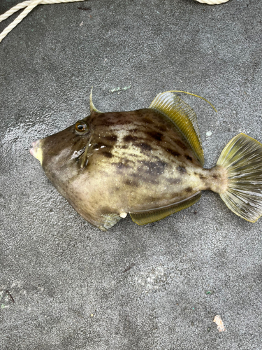 カワハギの釣果