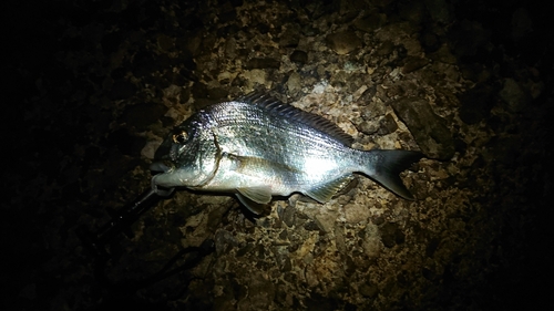 ヘダイの釣果