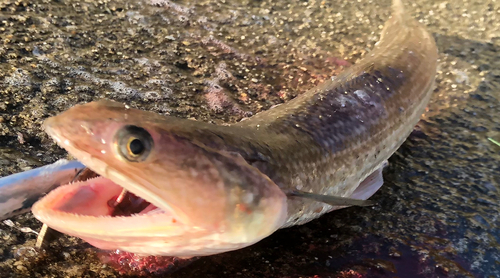 エソの釣果