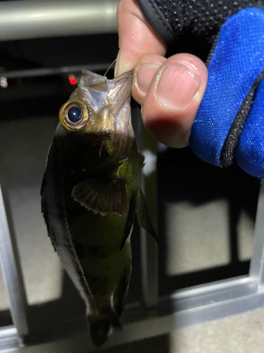 メバルの釣果