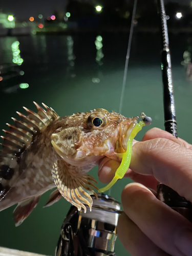 カサゴの釣果