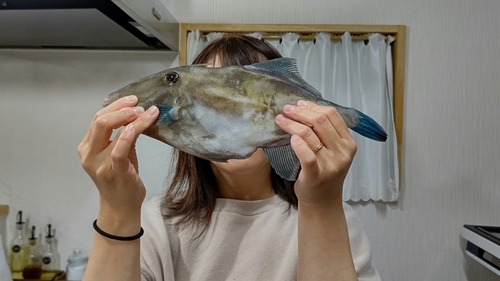 カワハギの釣果