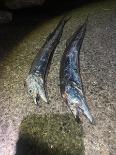 タチウオの釣果