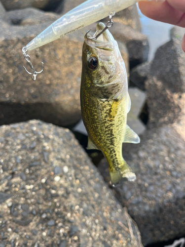 ブラックバスの釣果