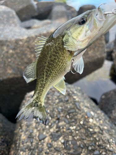 ブラックバスの釣果