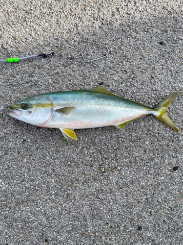 ヤズの釣果