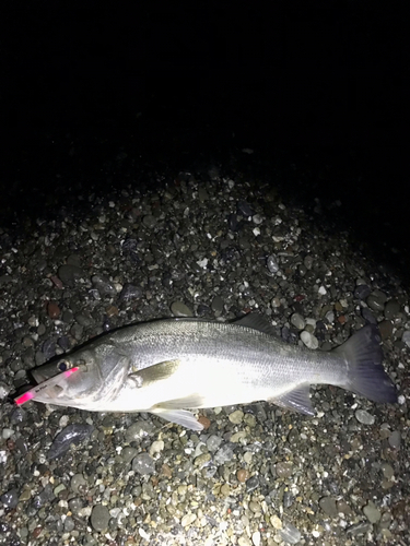 ヒラスズキの釣果