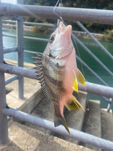 メイタの釣果