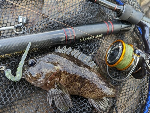 ムラソイの釣果