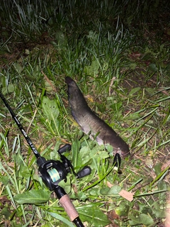 ナマズの釣果