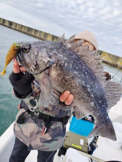 クロソイの釣果