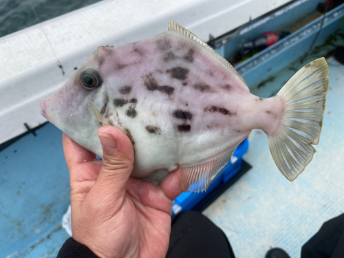 カワハギの釣果