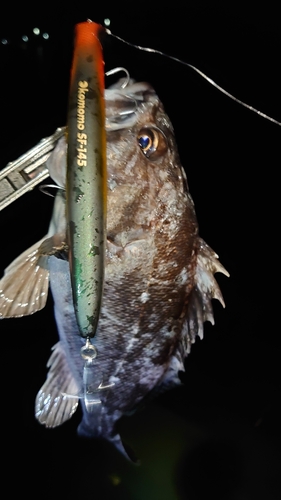 クロソイの釣果