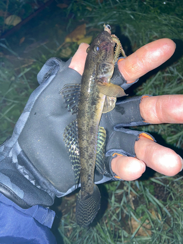 マハゼの釣果