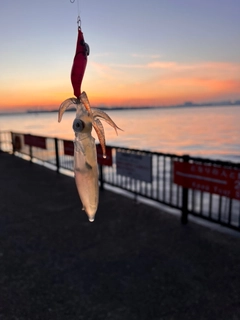 ヒイカの釣果