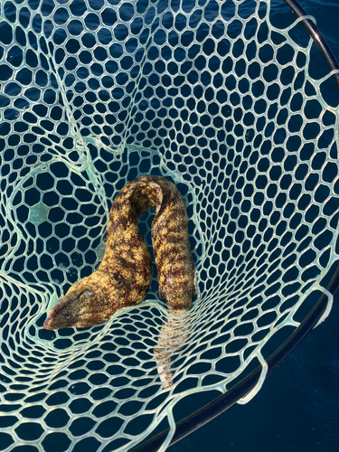 ウツボの釣果