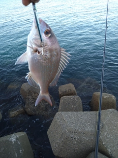 タイの釣果