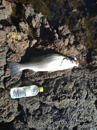 ヒラスズキの釣果