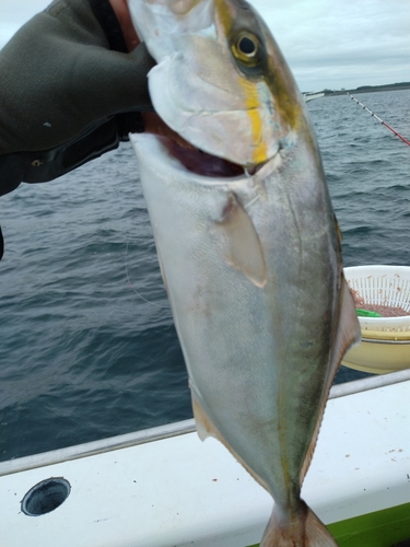 イナダの釣果