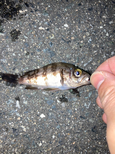 メバルの釣果