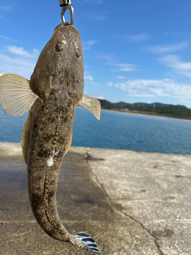 マゴチの釣果