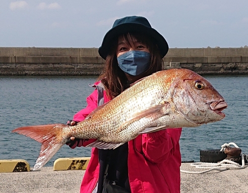 マダイの釣果