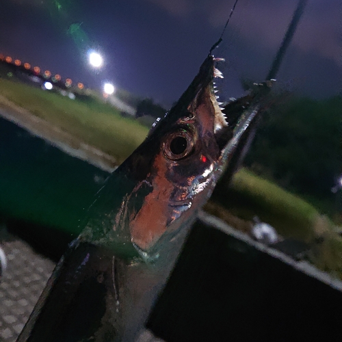 タチウオの釣果