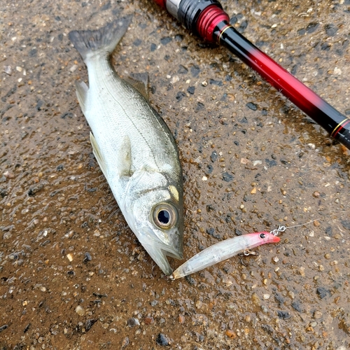 スズキの釣果