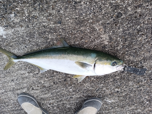 メジロの釣果