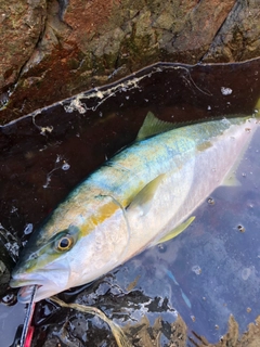 ヒラマサの釣果