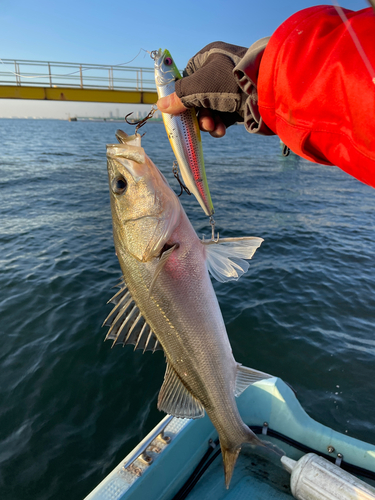 シーバスの釣果