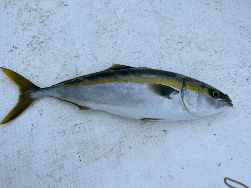 ヤズの釣果