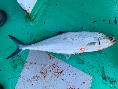 ミナミイケカツオの釣果