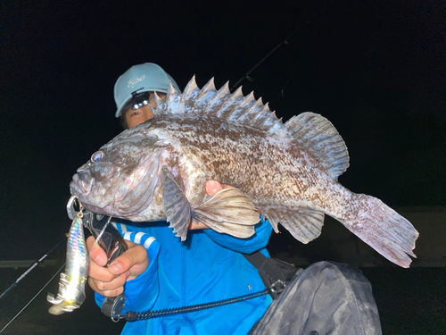 クロソイの釣果