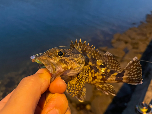 アラカブの釣果