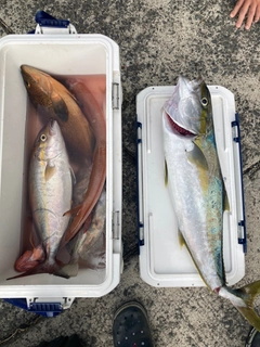 ヒラマサの釣果