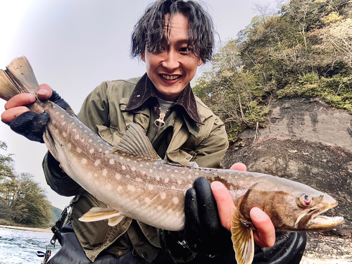 アメマスの釣果