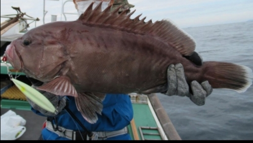 マハタの釣果