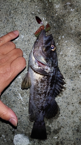 クロソイの釣果