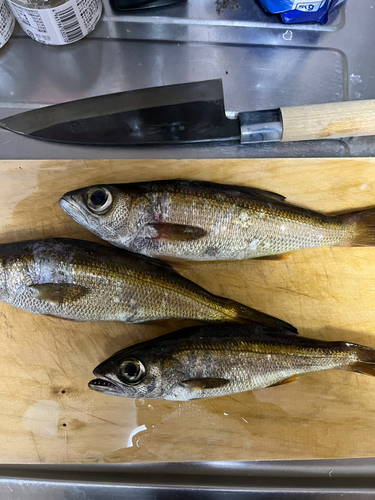 クロムツの釣果