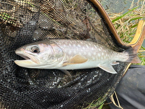 アメマスの釣果